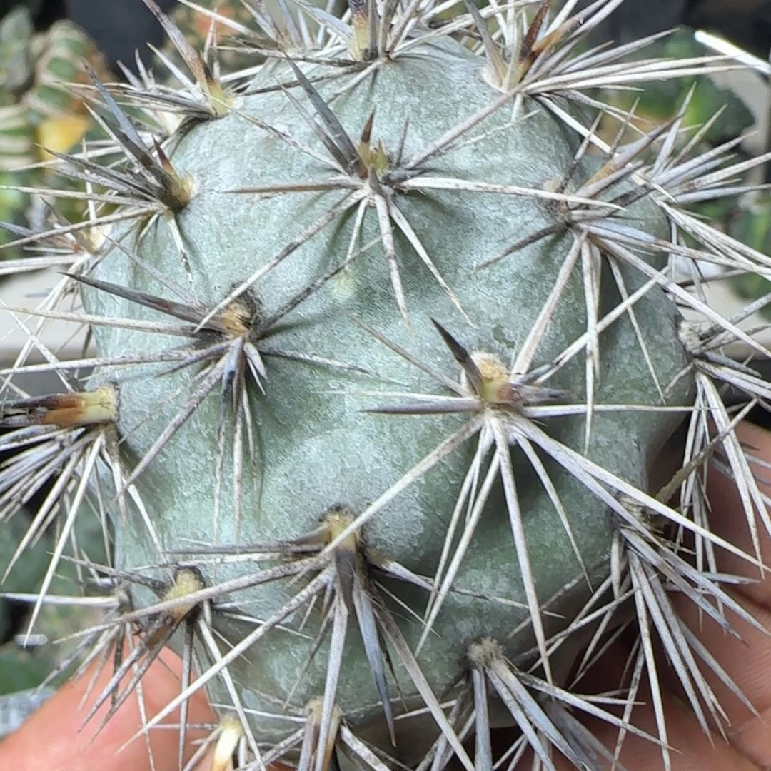 无花朵带掌烟花特灰狂