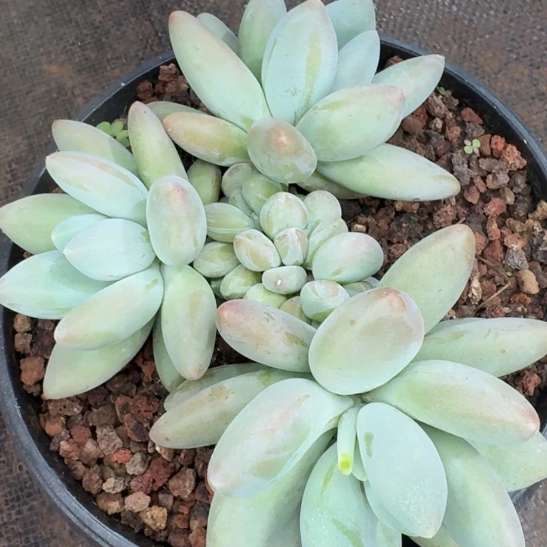 毛***官豆麻麻企鹅一颗发货