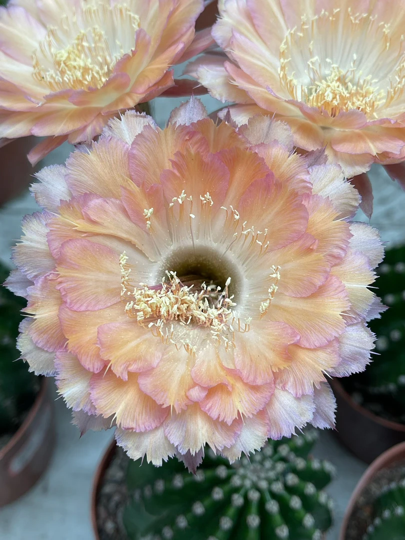 香香彩草仙人球心舞4公分带根