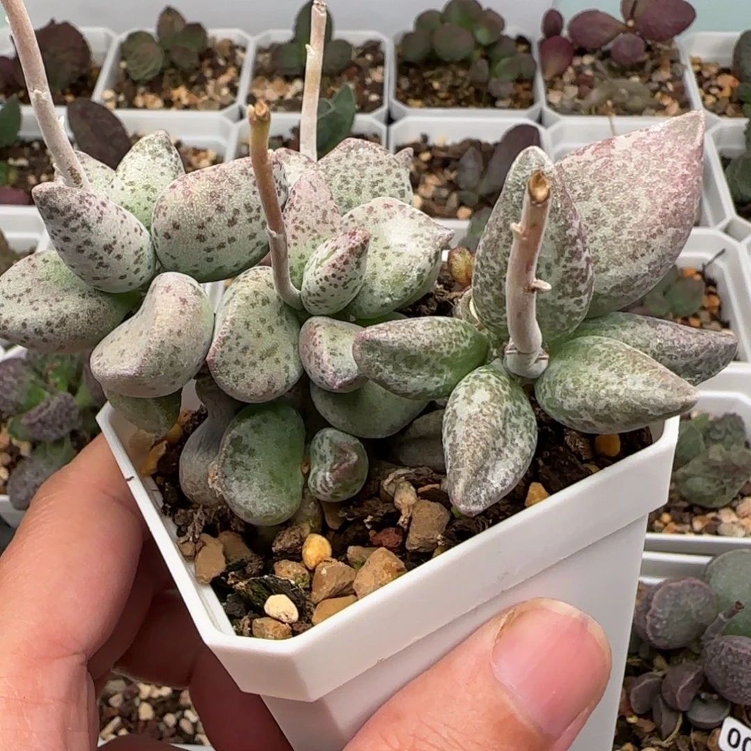 变异小王子多肉植物水泡