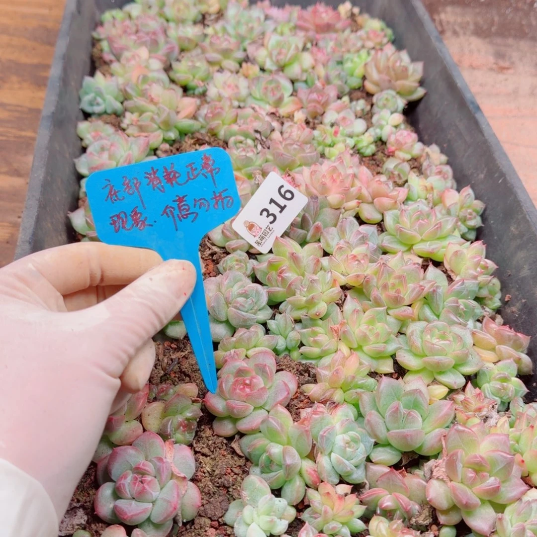 半***夏多肉植物多肉植物