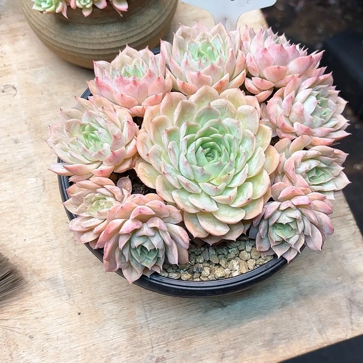 多肉植物，昂斯若25号