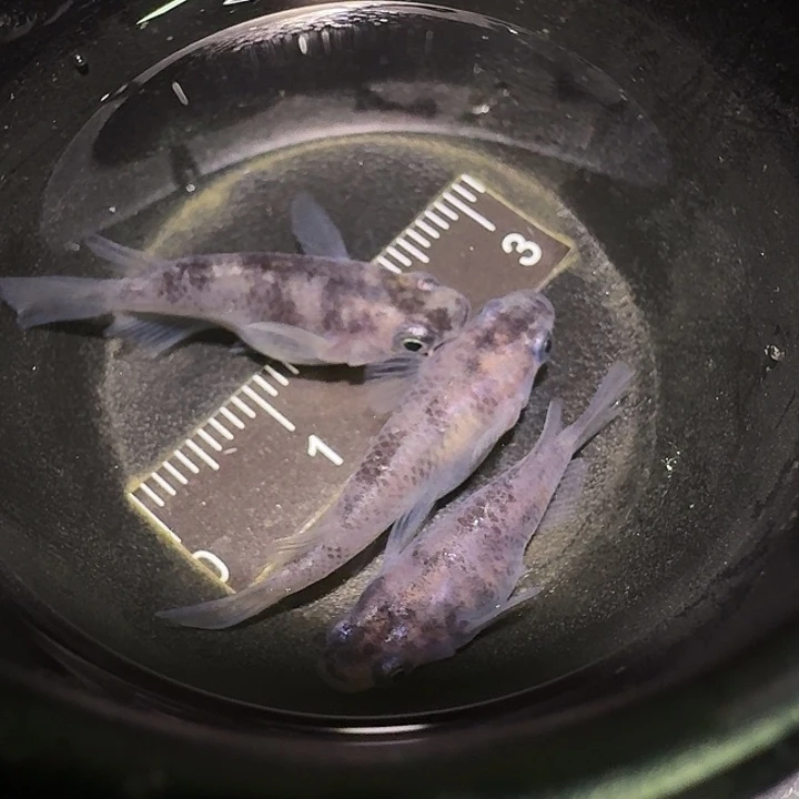 青鳉鱼一物一拍647