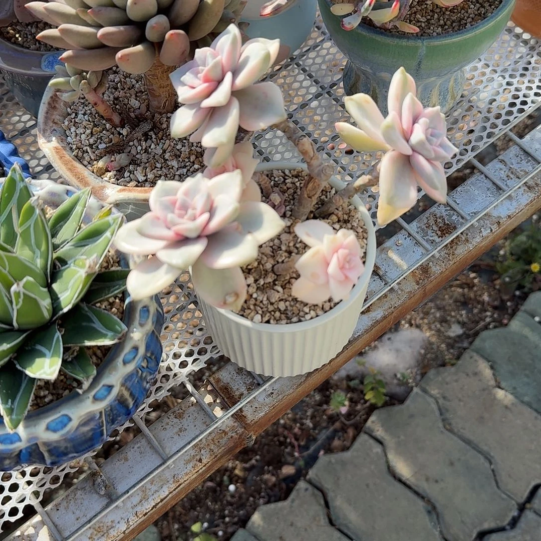 紫乐锦带盆多肉植物