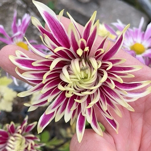 完全开放天门旋彩小苗无售后