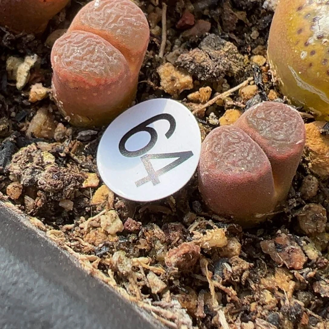 K****.多肉植物111111111111111