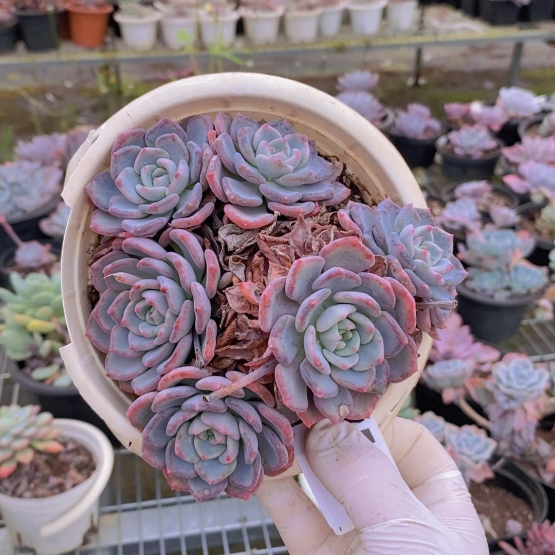 7545千山雪一物一拍