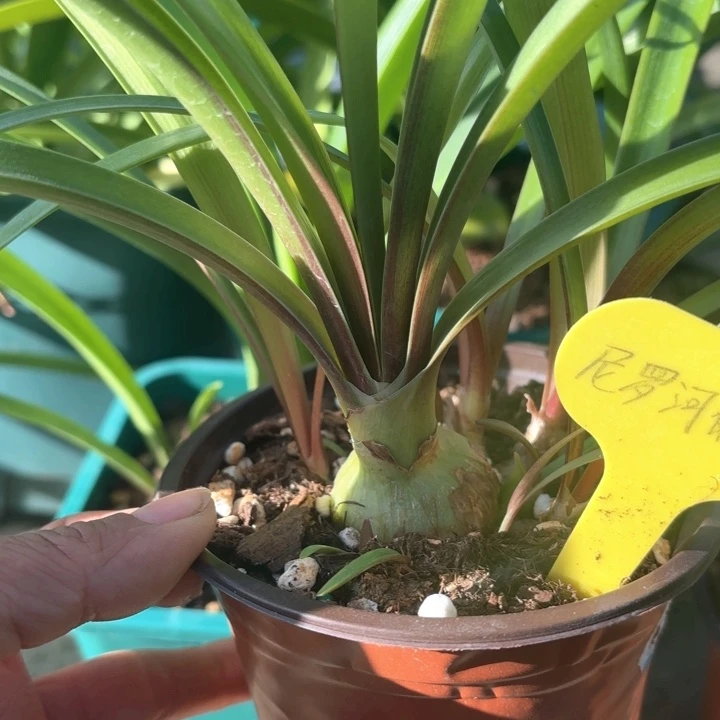 无花朵尼罗河的女儿3+