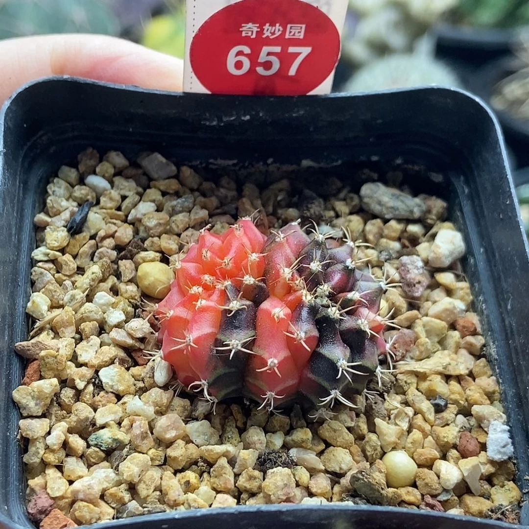 米哈锦缀化3cm一棵