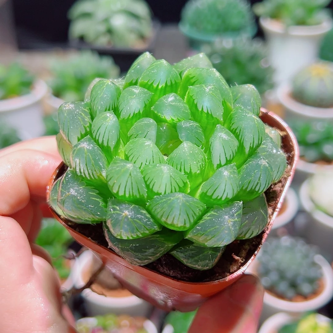 冰川玉露多肉多肉多肉多肉