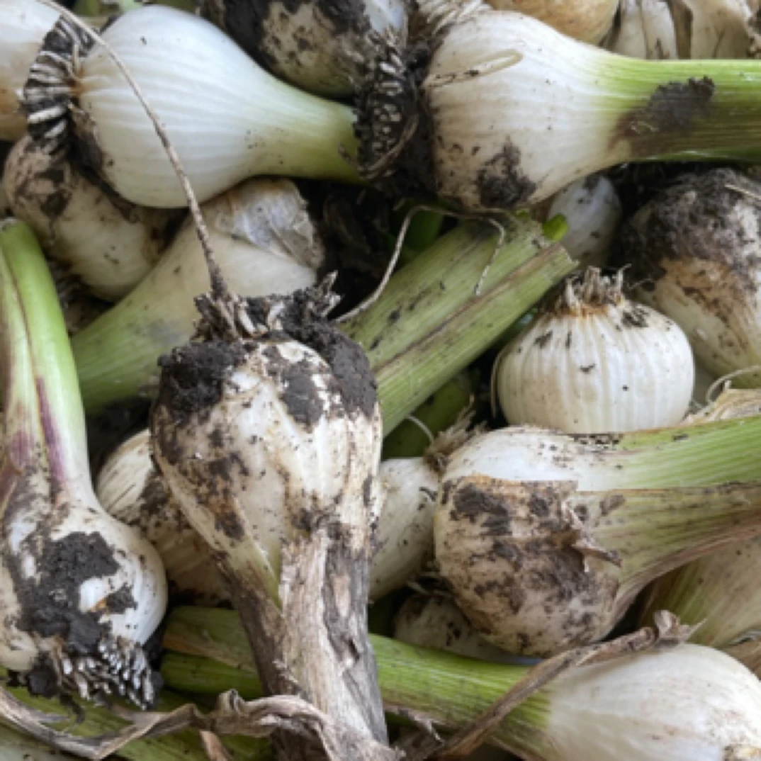 （专属）黑龙江本地青蒜100头包邮（带皮发货）