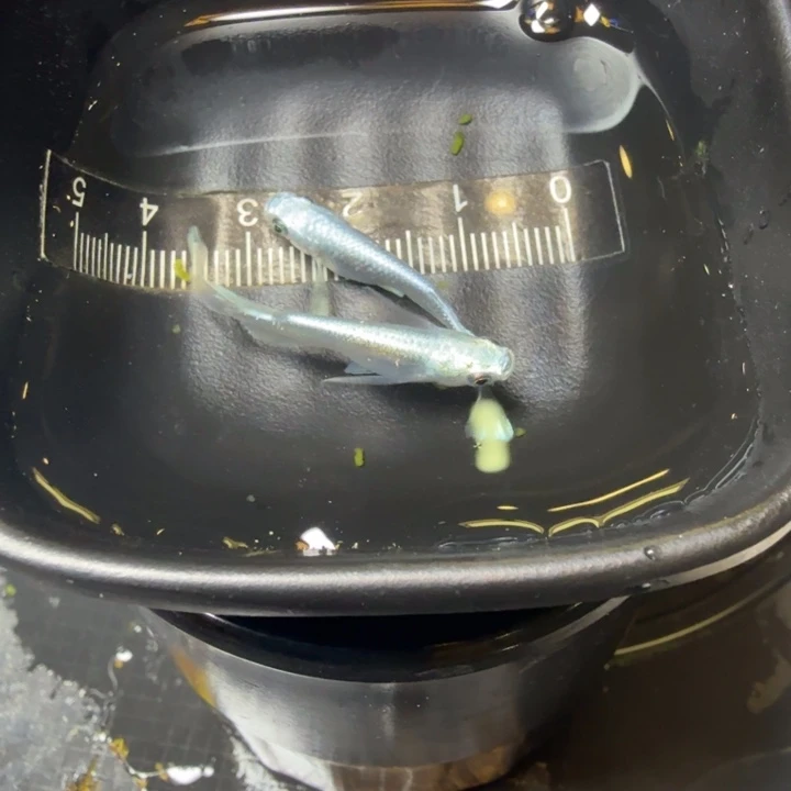 青鳉鱼29号拍品天使