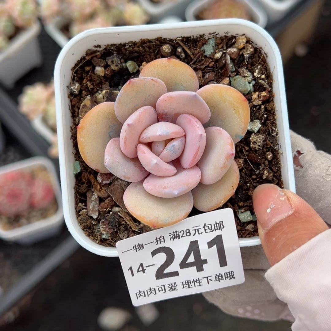 奶茶，多肉多肉多肉多肉