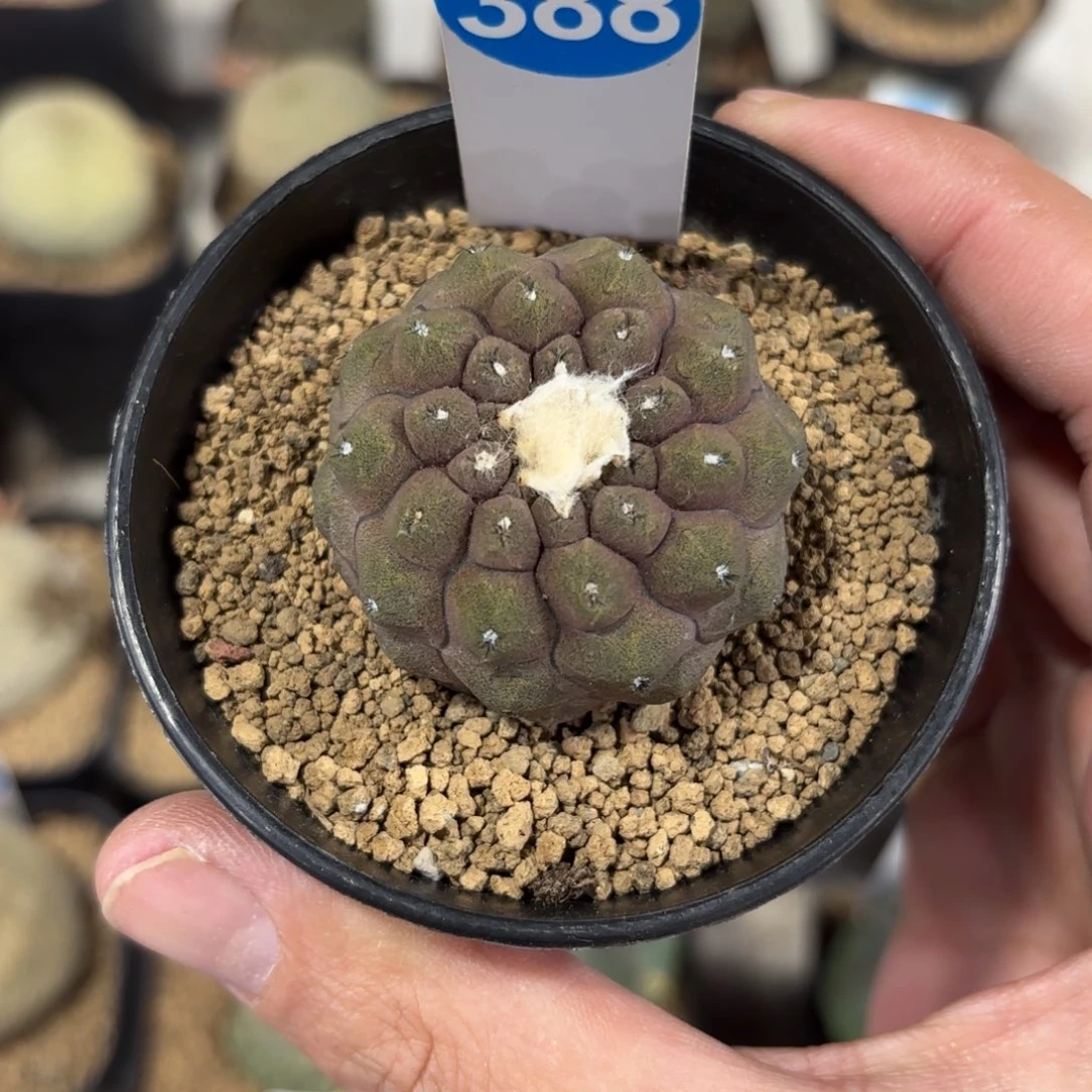 388实生蜥蜴皮带盆带土发货