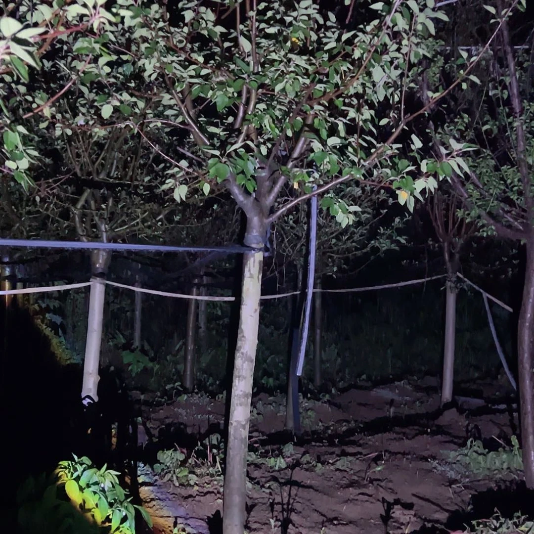 完全开放海棠花白兰地海棠