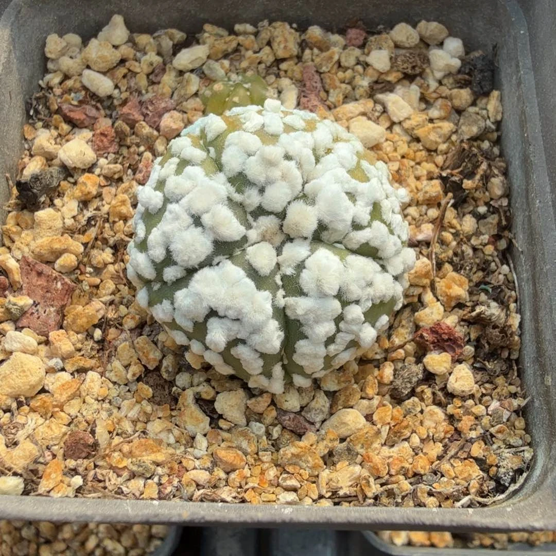 五瓣花园开播福利多肉植物日系仙人球