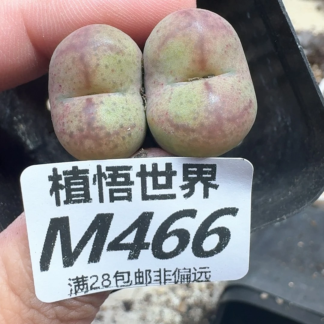 多肉植物的润泽dty