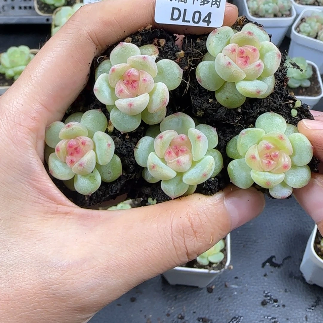 东篱下多肉植物哈哈哈04