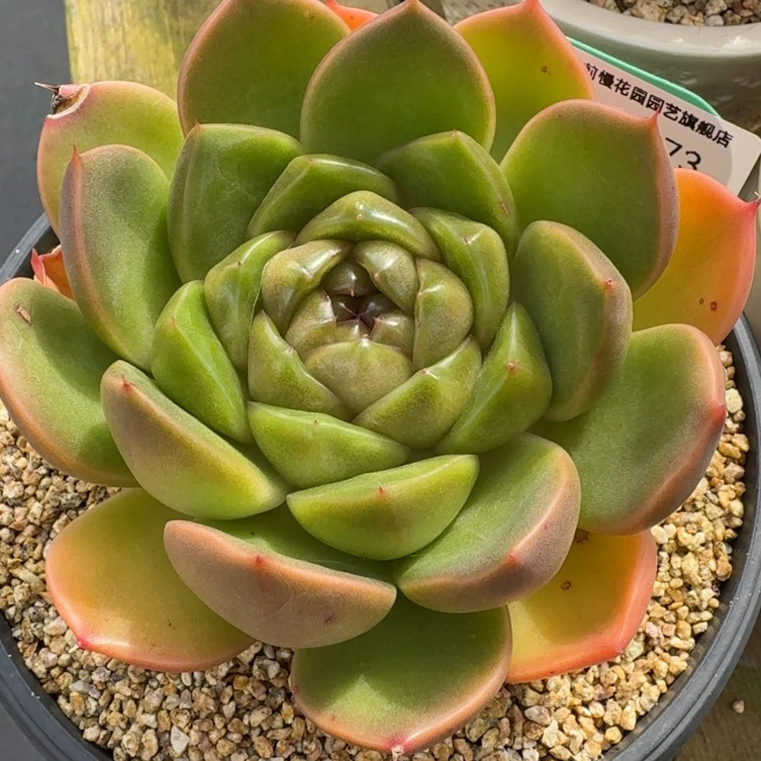 从前慢多肉精选编号1012.73比埃拉宝石