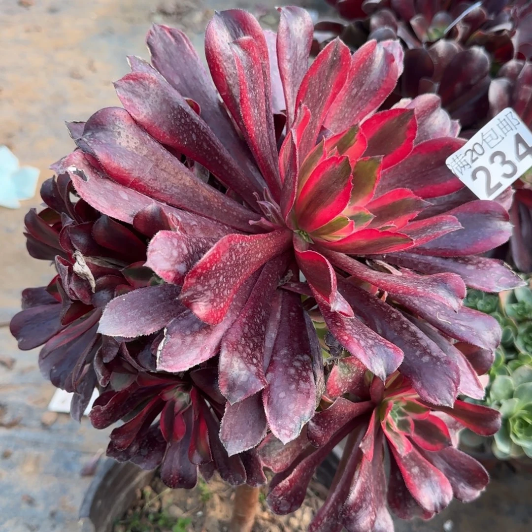 蒙娜丽莎234满20包邮断枝不包瑕疵