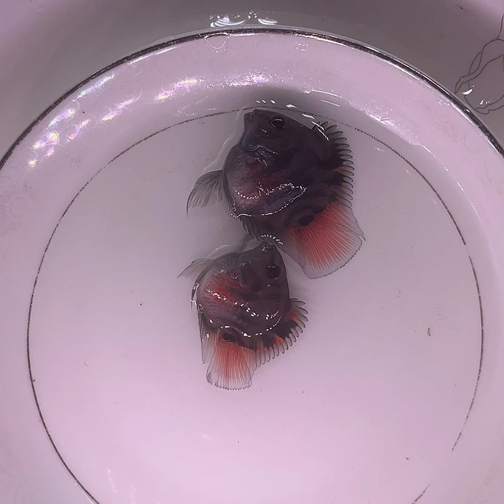 海水鱼迷你鹦鹉鱼