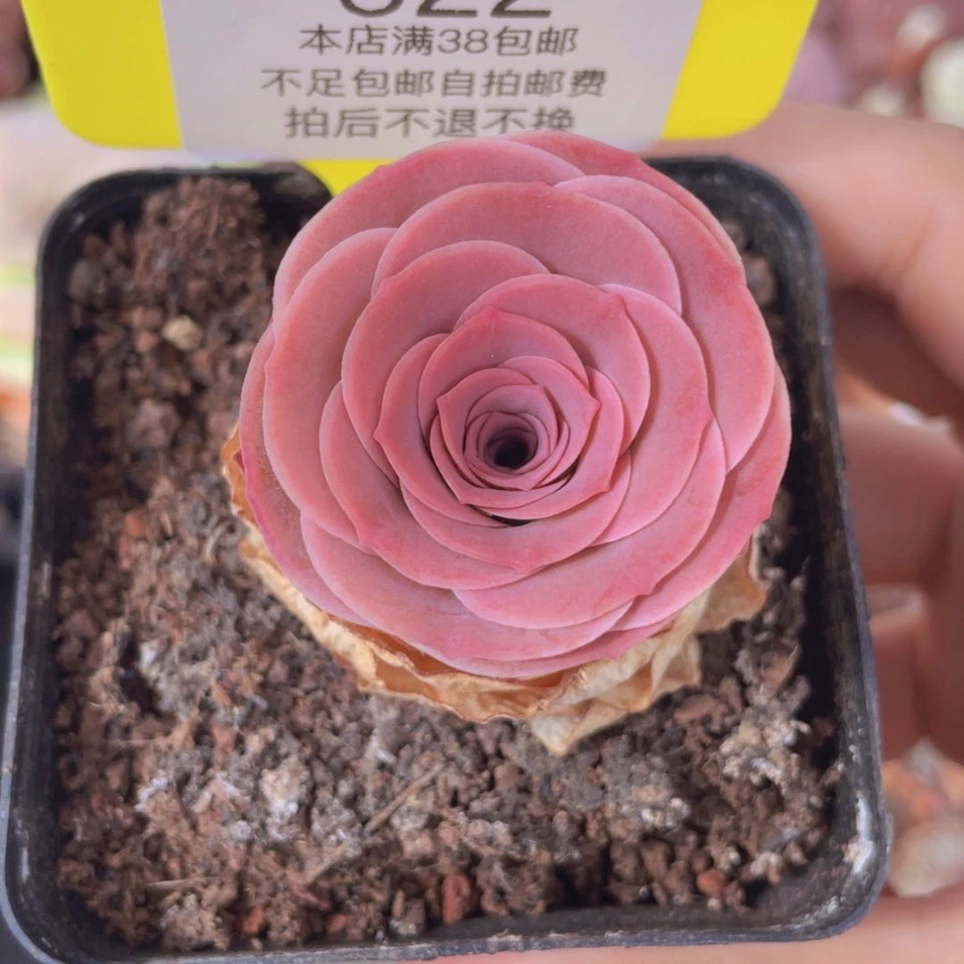 山地玫瑰522满38包邮裸根发货