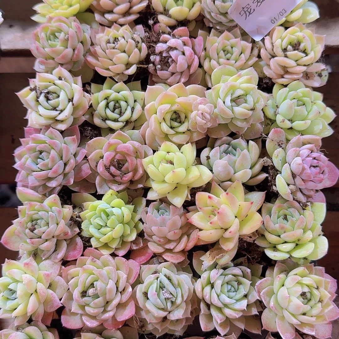 直播福利一物一拍374