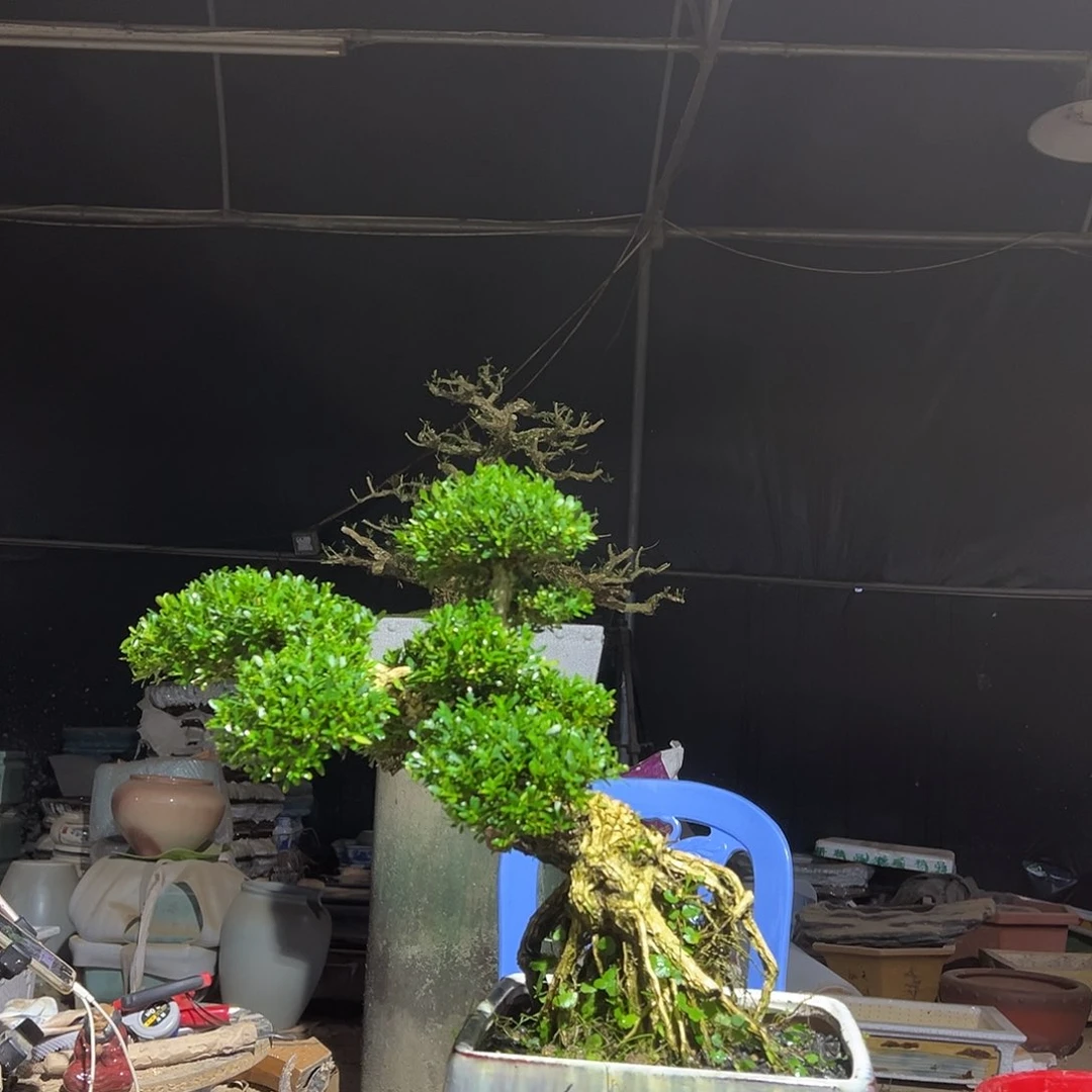 无花朵广东雀舌黄杨盆景