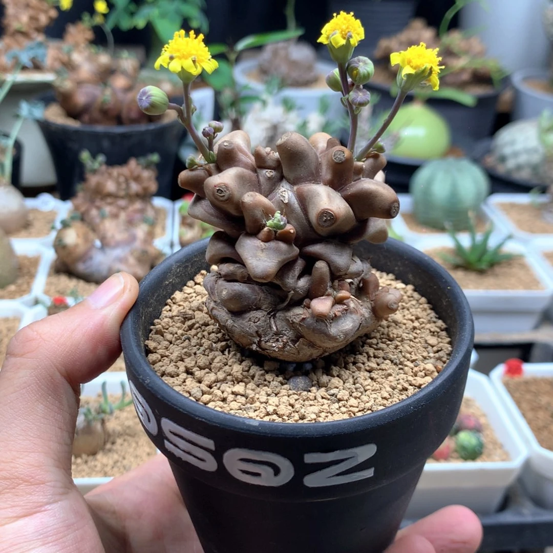 蛮鬼塔厚敦菊带盆