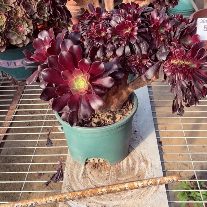 5582，欧紫缀朵朵有伤