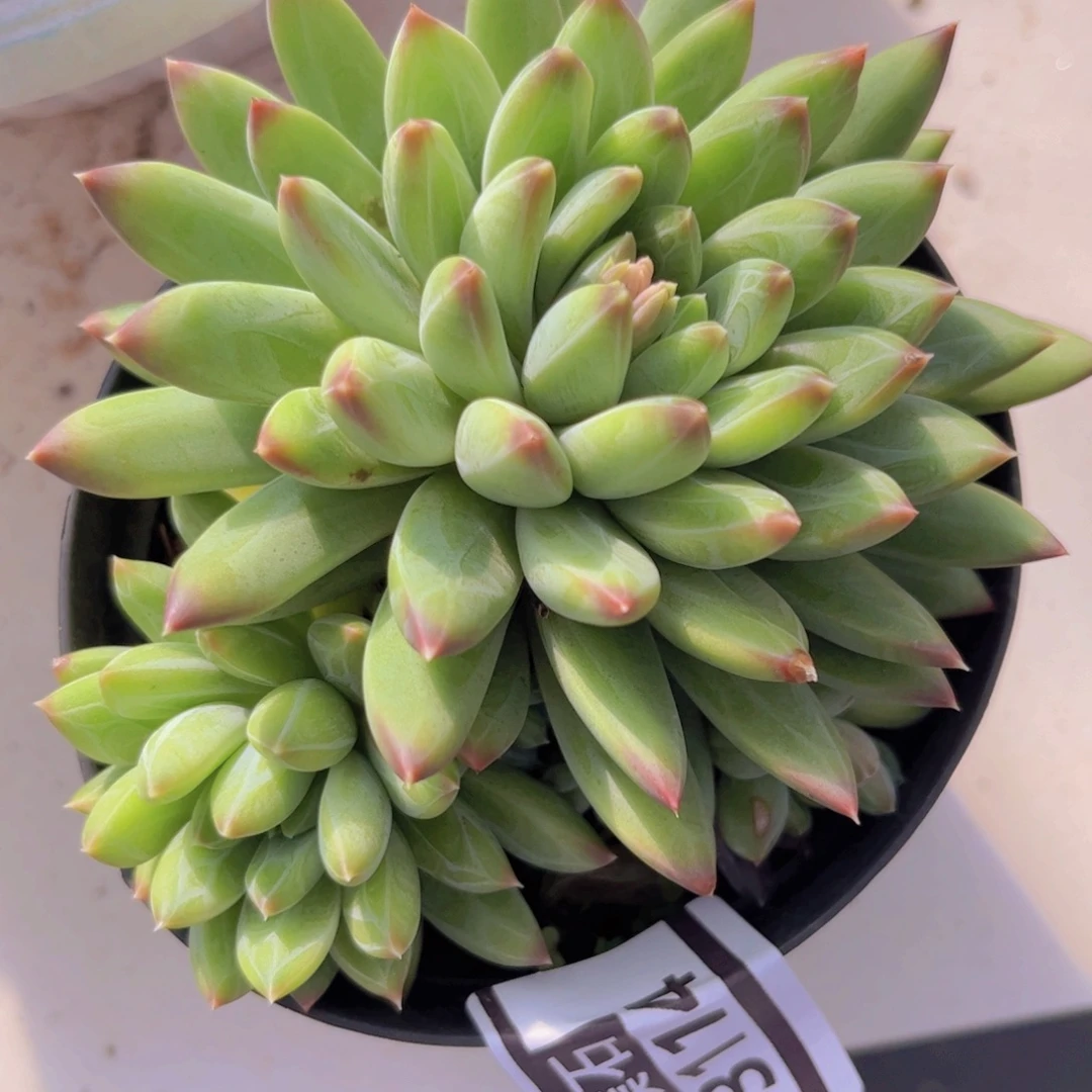 青花瓷3114多肉植物