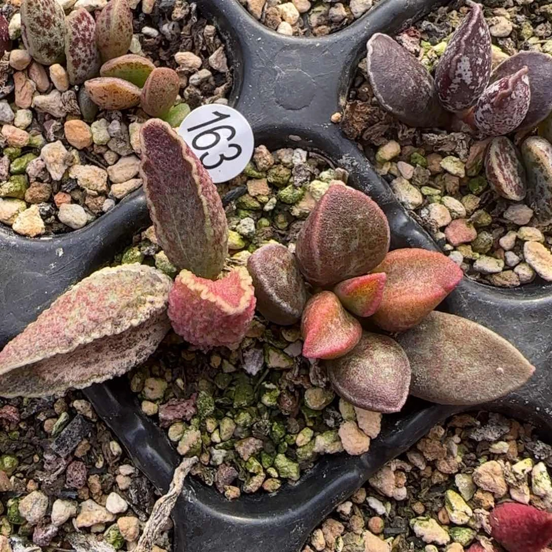 水泡多肉组合多肉