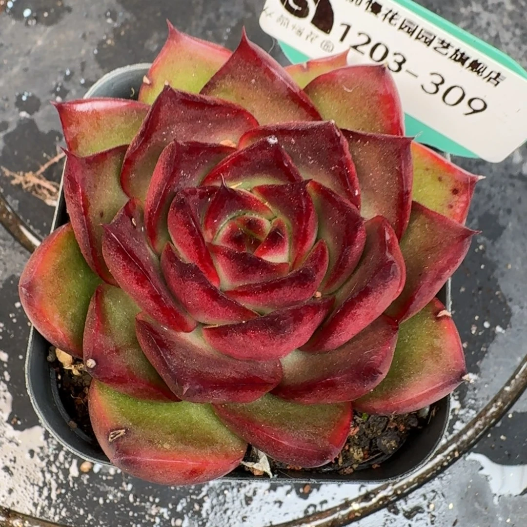 从前慢多肉精选编号1203.309