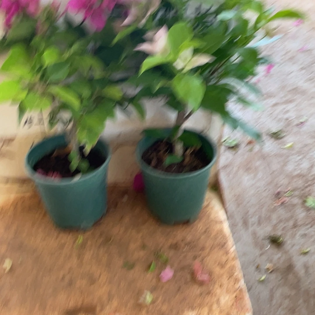 当前无花栽培后可以开花17h2