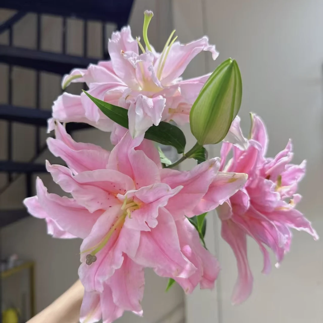 【优尼格】重瓣香水百合 任意两单升级空运包邮香水百合鲜花水养