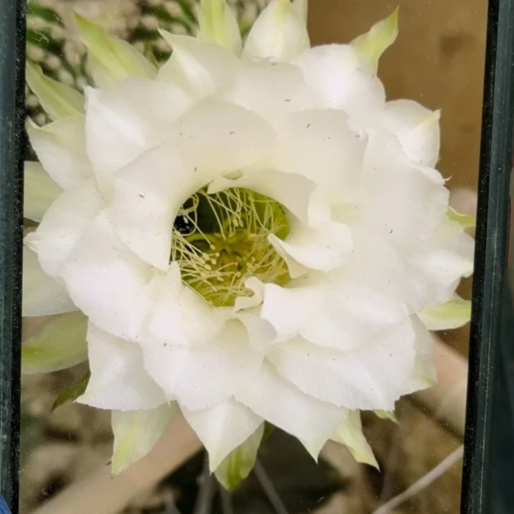 cc149侧芽歪4公分以上满18包邮