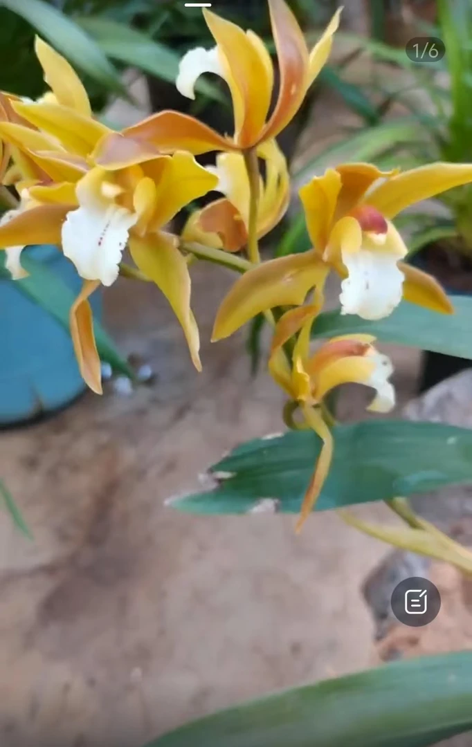 腾冲市固东镇山陲花卉园艺店（一物一拍）通用链接