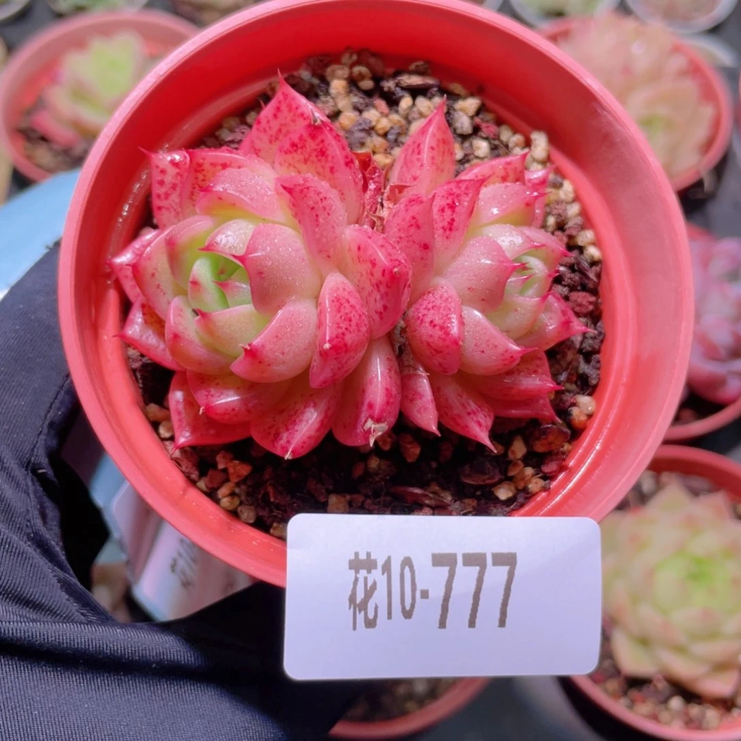 花利美10-777麦秆