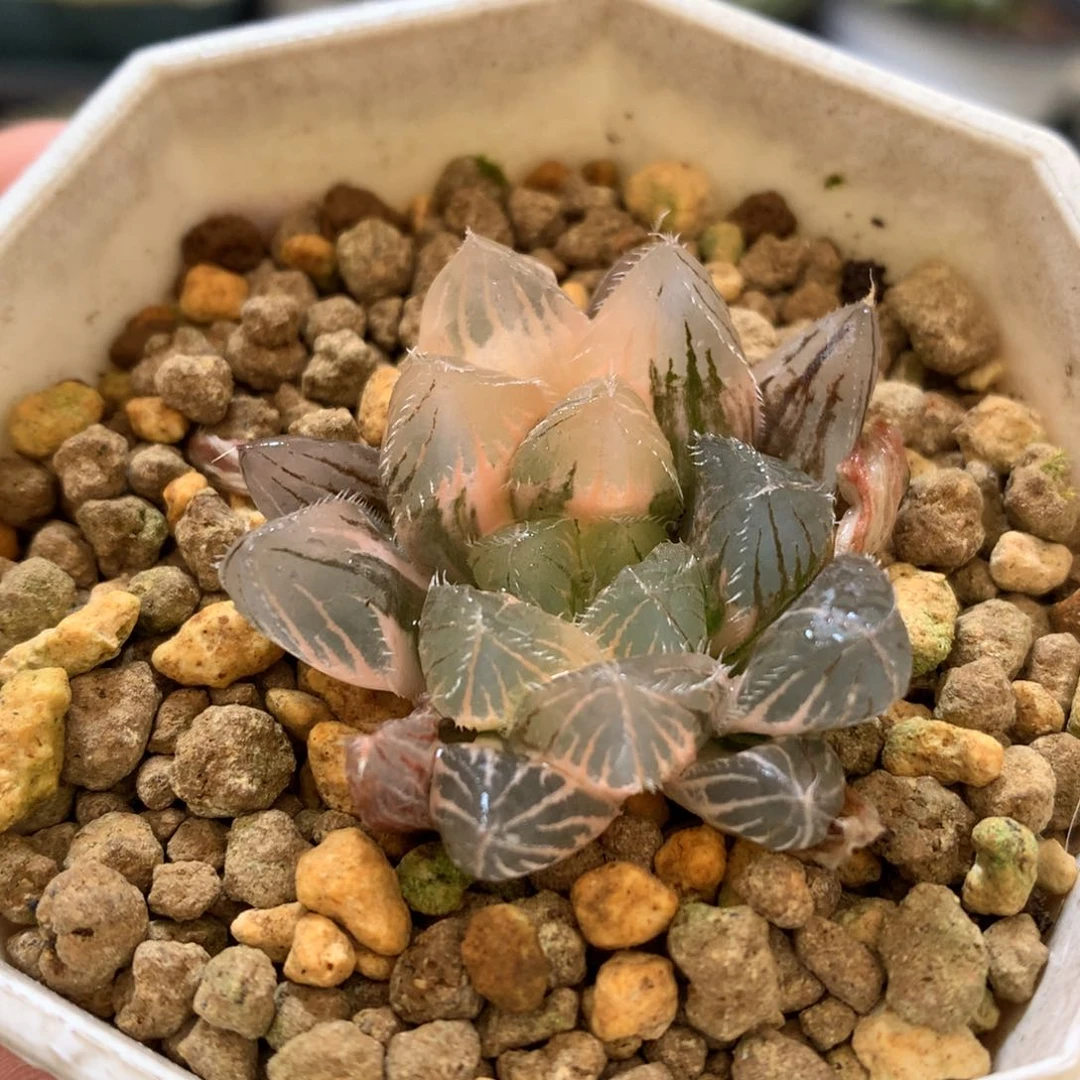 赤线玉露锦，带盆发货