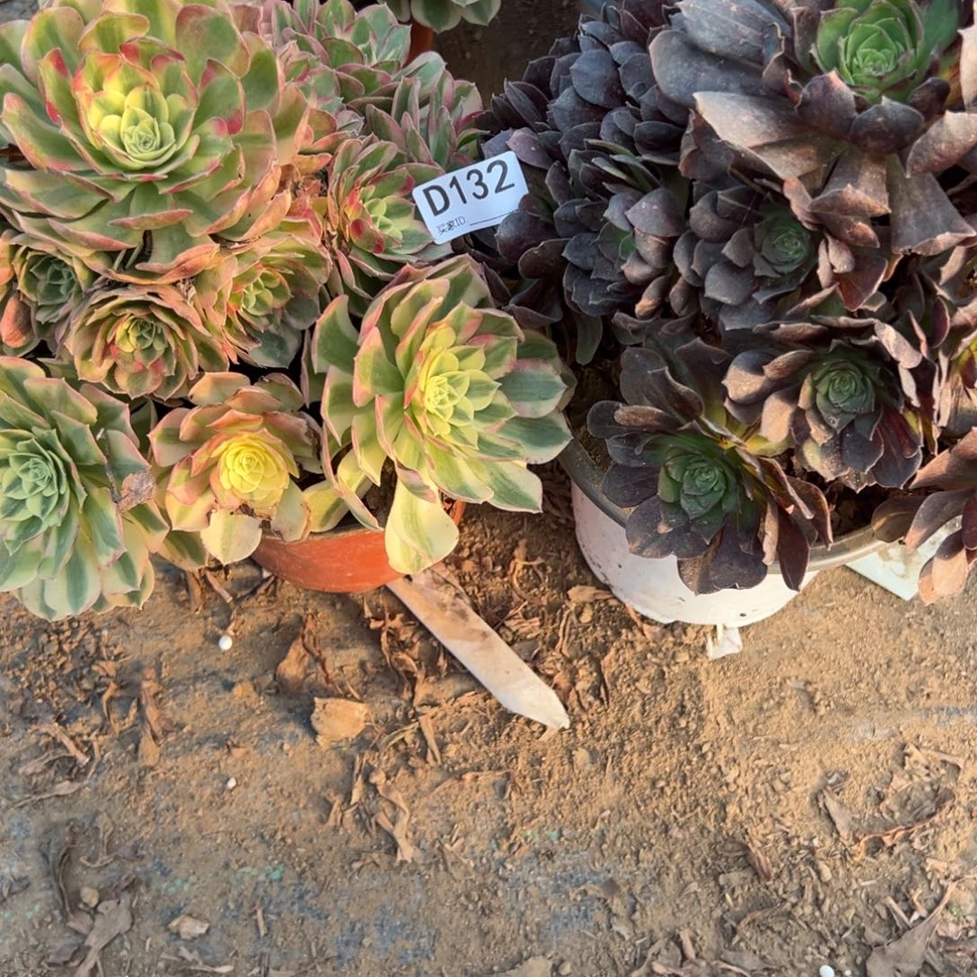 132两颗组合多肉植物法师