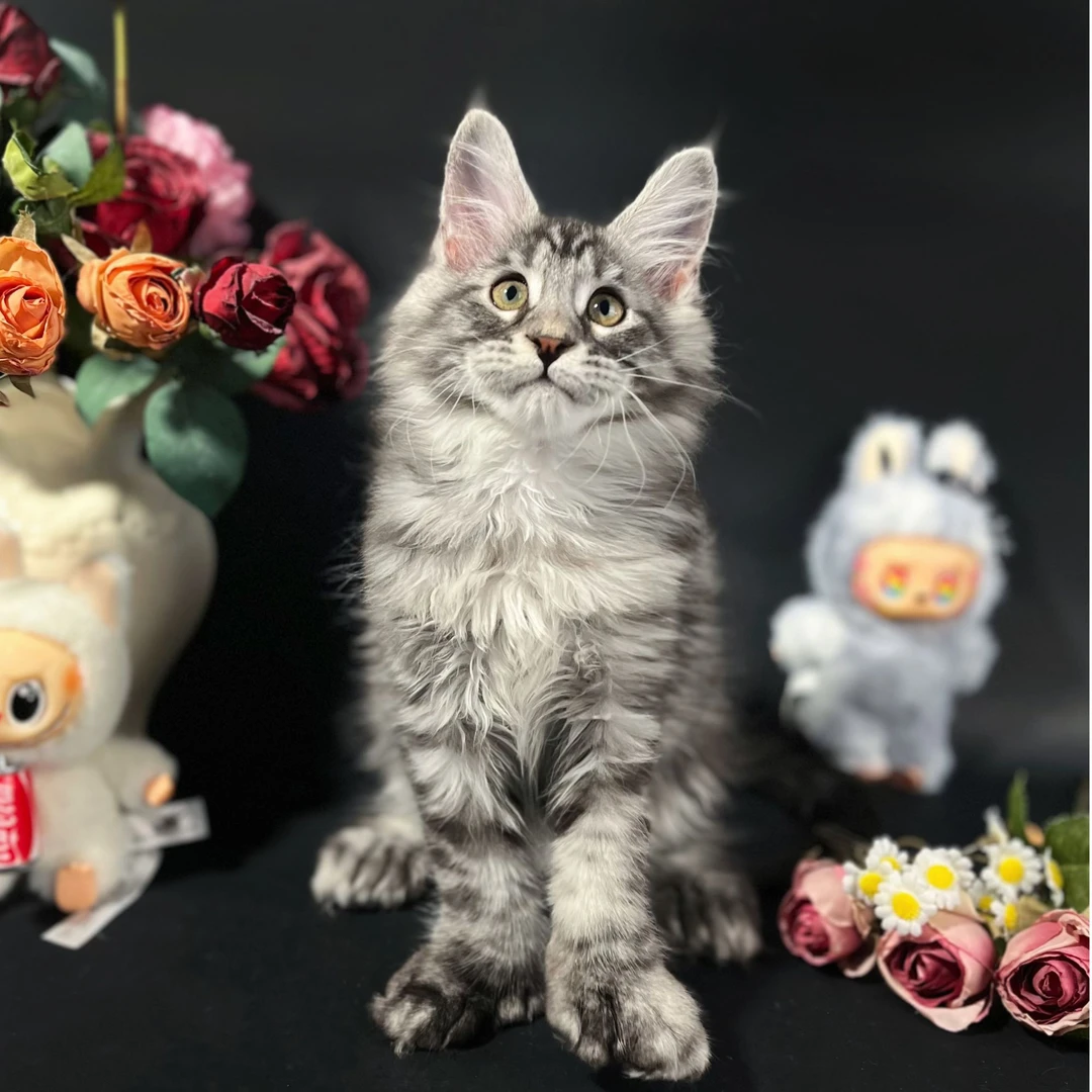 【尾屿缅因猫】银虎斑红虎斑烟熏色凯米尔色缅因