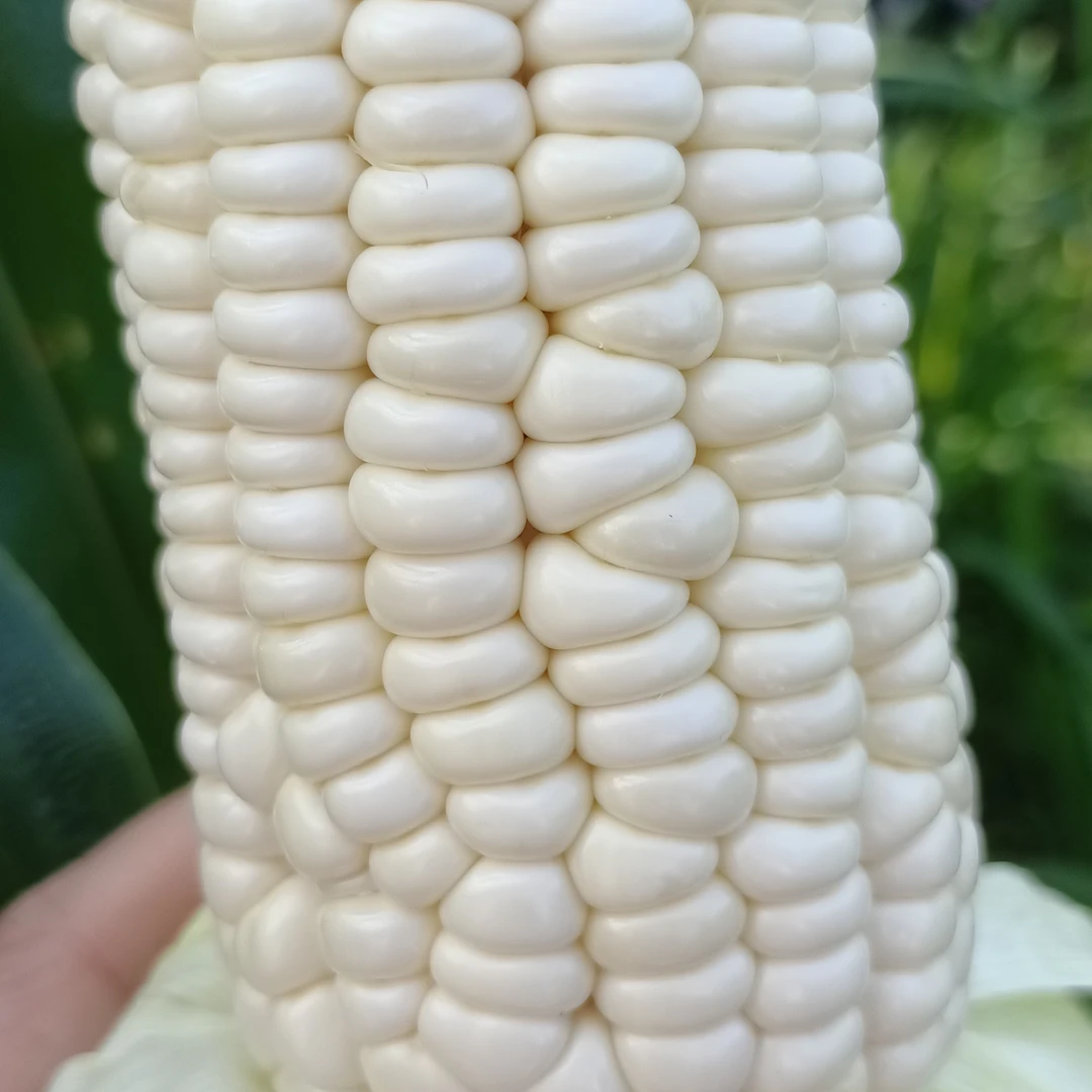 新鲜采摘甜嫩爆汁牛奶水果玉米香甜可口