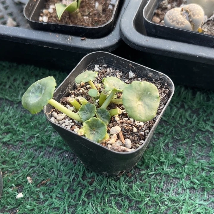 玉杯。一物一拍，带盆