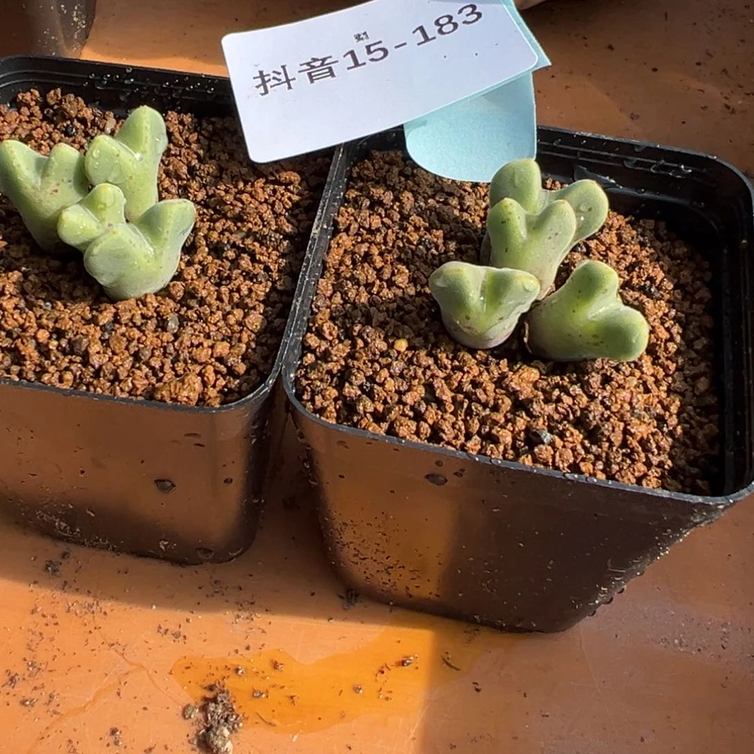 15-183量拍514猪蹄一群。多肉