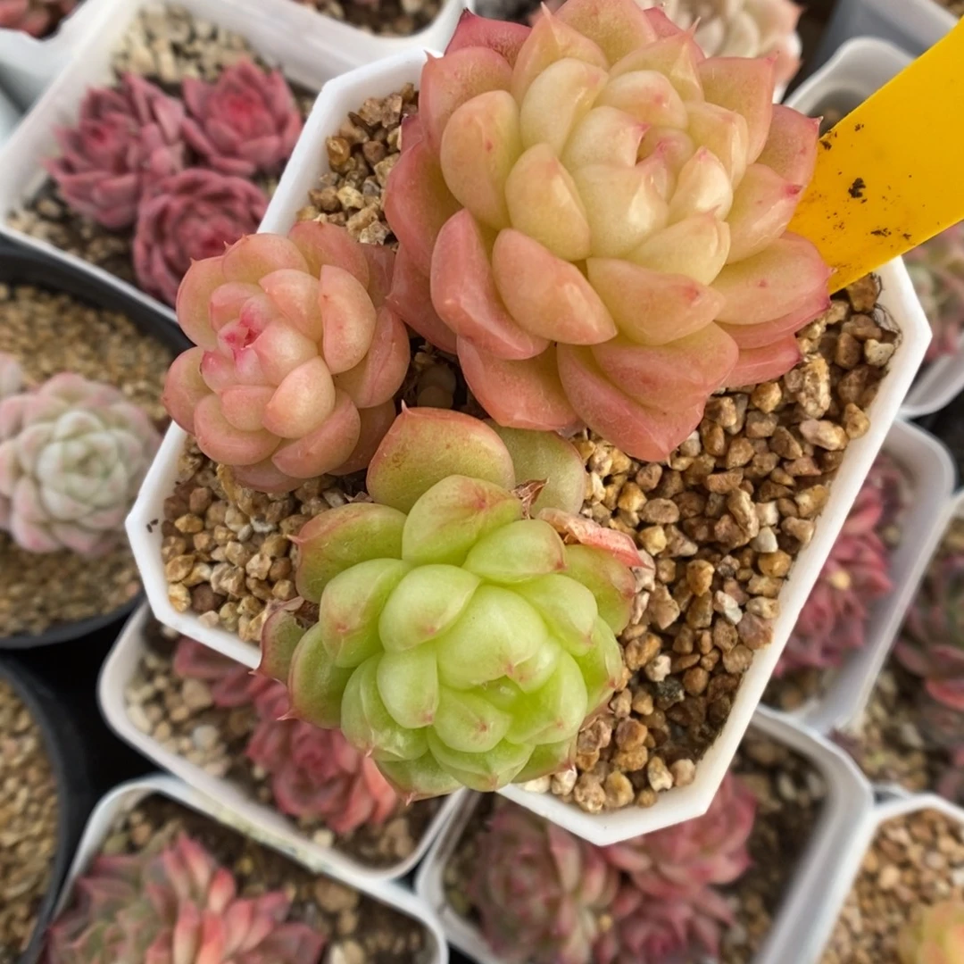 灯泡珍妮322号。