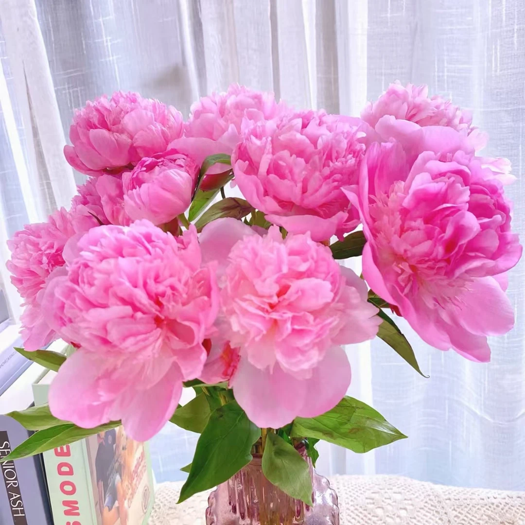 芍药鲜花四川芍药室内水养鲜花家庭插花阳台客厅装饰昆明直发