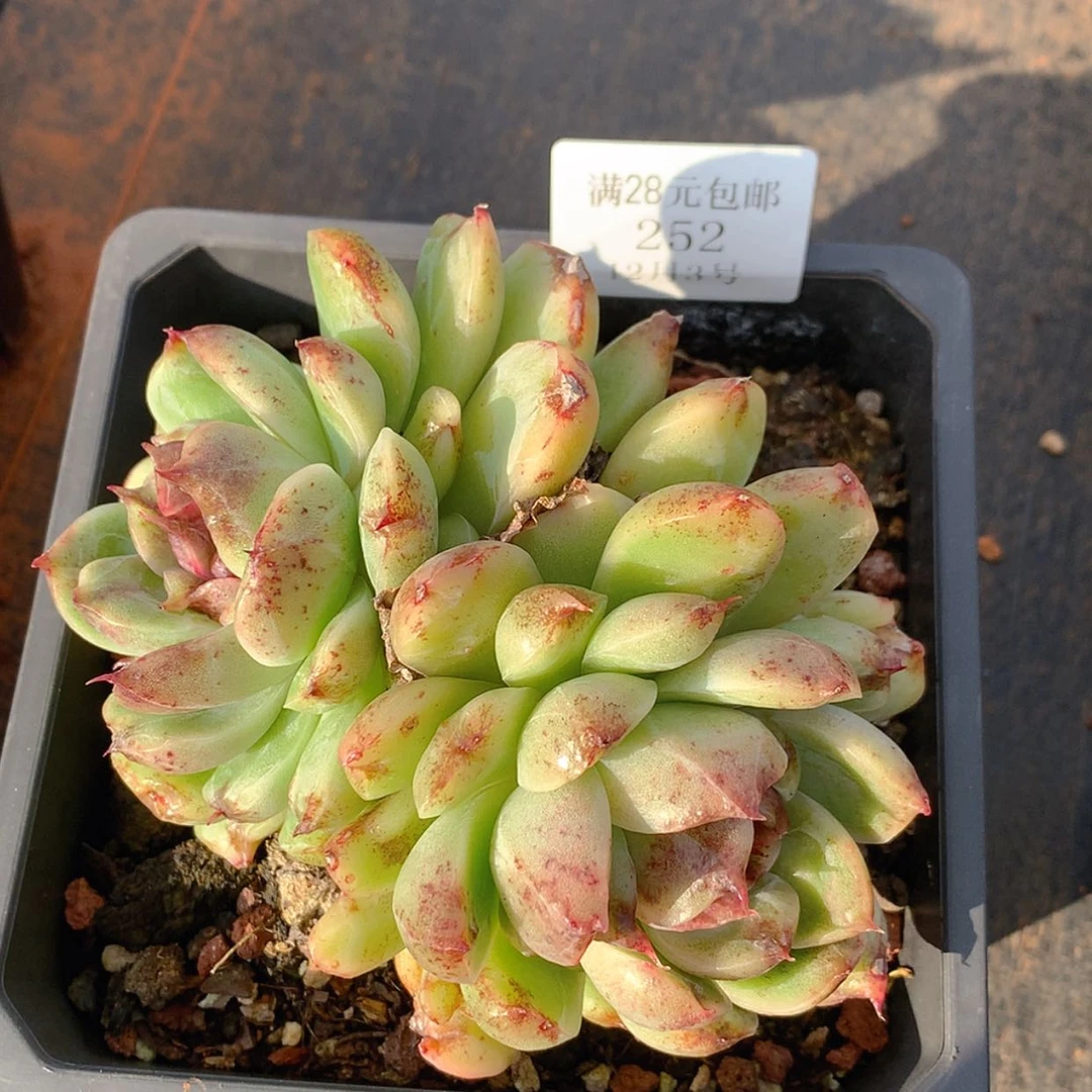 【闪购商品】云252号