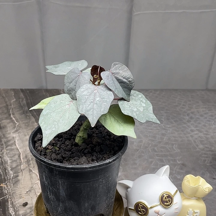 红叶西番莲能量爆棚