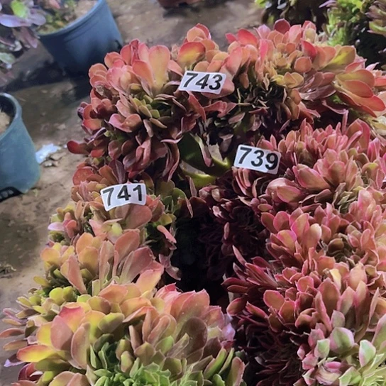 橘*~多肉植物三个