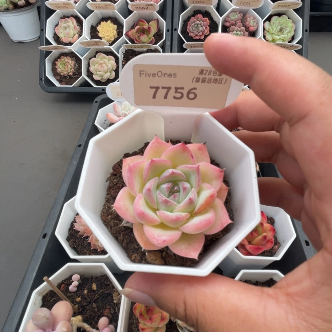 7756水晶玫瑰5.0厘米